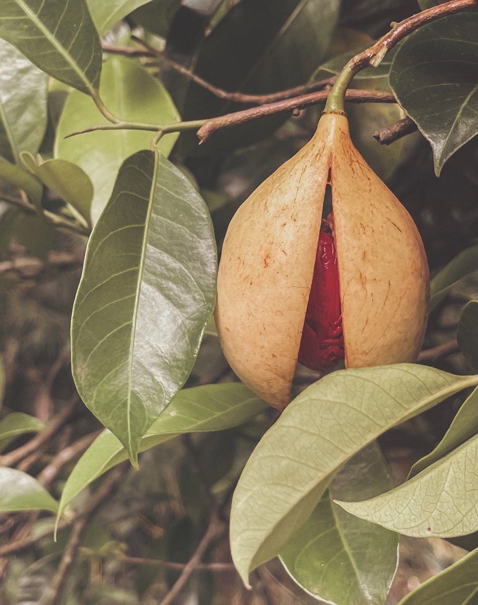 a close up of a nutmeg on a tree