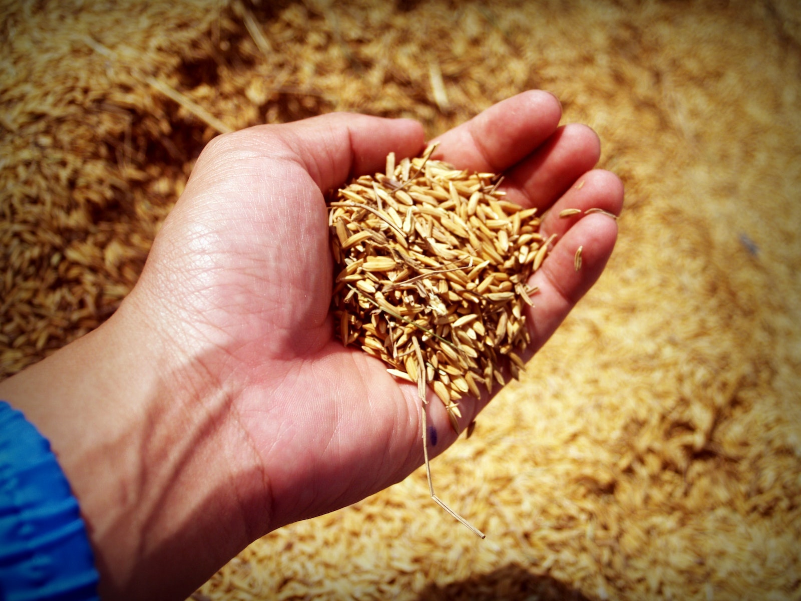 Person Holding barley